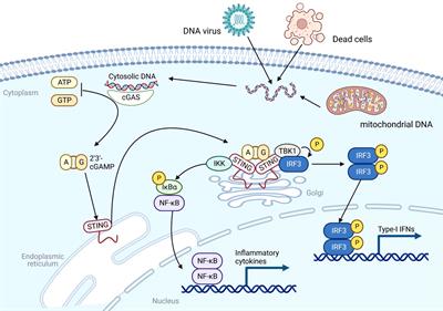 Nanomedicines targeting activation of STING to reshape tumor immune microenvironment and enhance immunotherapeutic efficacy